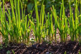 growing chives in home gardens umn