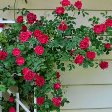 all about climbing roses stark bro s