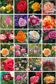 40 amazing rose pictures to inspire you