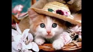 Pictures of cute kittens everywhere!!! Cute Kitten Cute Cat Images Gallery Novocom Top