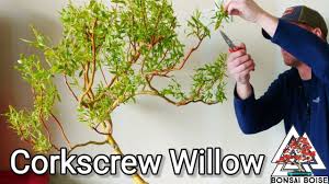 Floral arrangements of curly willow are mainly done using curly willow branches. Corkscrew Willow Bonsai Youtube