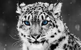 62 snow leopard wallpapers