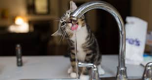 Most cats don't drink enough water, and that's one theory as to why so many cats … while modern versions of cat food do offer some degree of hydration, the comparison is far from fair. Is My Cat Drinking And Weeing Too Much Pdsa