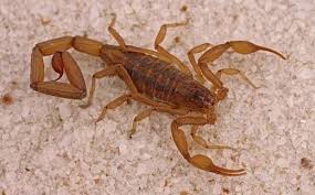 treatment for scorpions