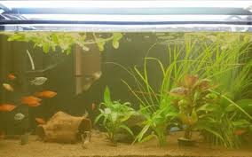 brown or yellow fish tank water