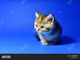 Learn about its price, personality, lifespan, grooming, shedding, and more. Small Kitten British Image Photo Free Trial Bigstock
