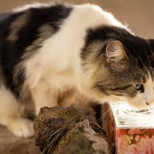 what to do if your cat is dehydrated
