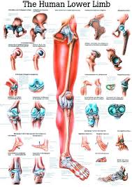 Anatomy Chart Trigger Point Charts Torso Arms Legs