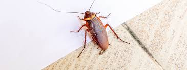 roach facts all about roaches