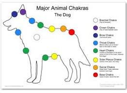 Dog Chakras Yes They Have Them And You Can Help Them Heal