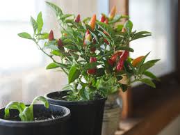 Try moving them indoors to keep them as a. Start An Indoor Vegetable Garden This Winter