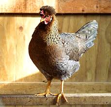 7 Chicken Breeds To Raise For Colorful Eggs Hobby Farms