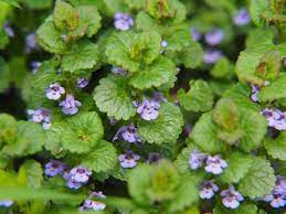 Plants of the mint family. What Are The Weeds With Purple Flowers Called Photos