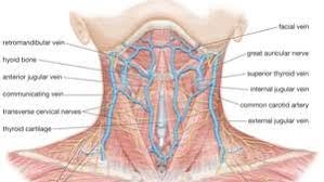 Contains glands ( thyroid, parathyroid, and thymus ), the larynx, pharynx and trachea. Neck Anatomy Britannica