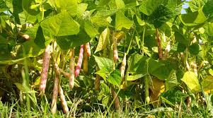 grow and care for pinto bean plants
