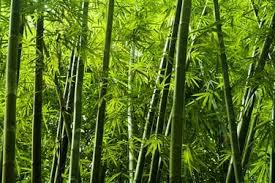 The origin of the word bamboo is uncertain. Bamboo Trees Buying Growing Guide Trees Com