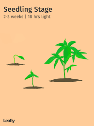 Stages Of The Marijuana Plant Growth Cycle In Pictures Leafly