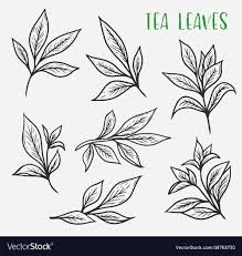 black tea sprout with leaves vector image