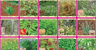 Various Kinds Of Herbal Medicines Spectrum Educational