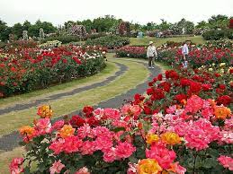 Rose Garden Botanical Flowers Garden