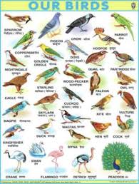 Jumbo Birds Chart For Children Paper Print 40 Inch X 54