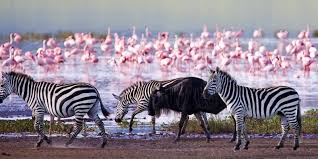 It received township status in 1904 and became a. Lake Nakuru National Park Explore Lake Nakuru Kenya
