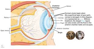 They're looking a little goopy—clear, yellow, or green discharge might be pooling in the corners of the eyes and on the eyelids. Corneal Ulcers On Your Dogs Or Cat S Eye