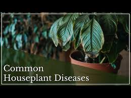 Common Houseplant Diseases And How To