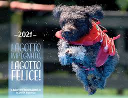 Male working pup excellent working prospect. Lagotto Romagnolo Club Of America Home