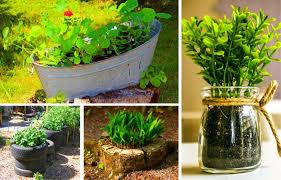 10 Best Diy Container Vegetable