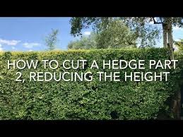 Cutting A Privet Hedge