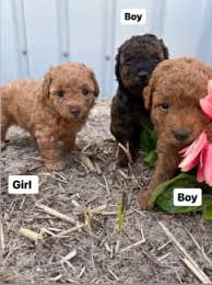 toy poodle x chihuahua pups dogs