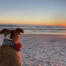 dog friendly beaches panama city beach