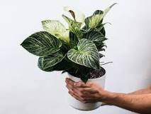 Can you propagate philodendron Birkin from a leaf?
