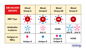 blood types and compatibility in