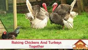 are-turkeys-aggressive-towards-chickens