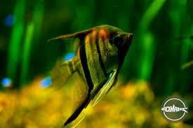 how many angelfish in a 75 gallon tank