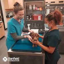 We have been a proud member of the american animal hospital association since 2010. Banfield Pet Hospital Did You Know Every Time We Open A Hospital Banfield Donates Free Veterinary Care To Shelter Pets Awaiting Adoption In 2020 We Contributed More Than 100 000 In Services