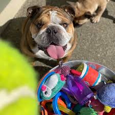 barkbox is bulldog approved