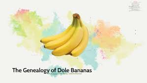 Genealogy Of Dole Bananas By Cat Steve On Prezi