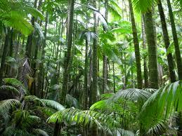 Image result for jungle picture