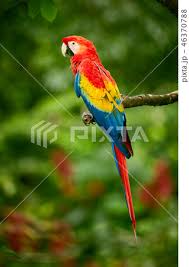 red parrot macaw parrot stock photo