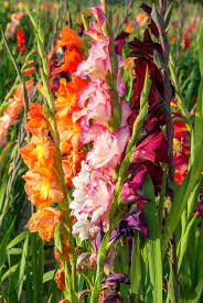 how to stake a gladiolus plant tips