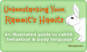 Rabbit Hutch Cage Size Guide Minimum Requirements