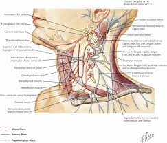 cervico sacral neuralgia and its