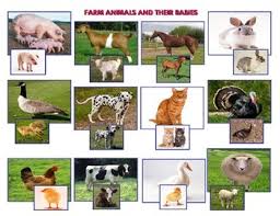 Farm Animals And Babies Montessori Vocabulary Three Part Cards
