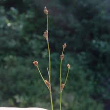 Juncus alpinoarticulatus (northern green rush): Go Botany