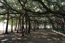 Great Banyan Tree Howrah India