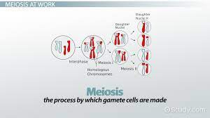 crossing over in meiosis overview