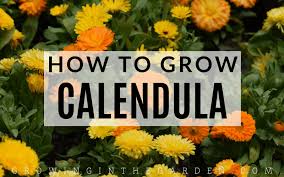 how to grow calendula 5 tips for